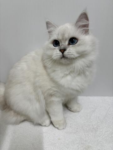 新潟県のエキゾチックロングヘアー (ペットアミ 加茂店/2025年5月20日生まれ/男の子/シルバーポイント)の子猫の2枚目の画像