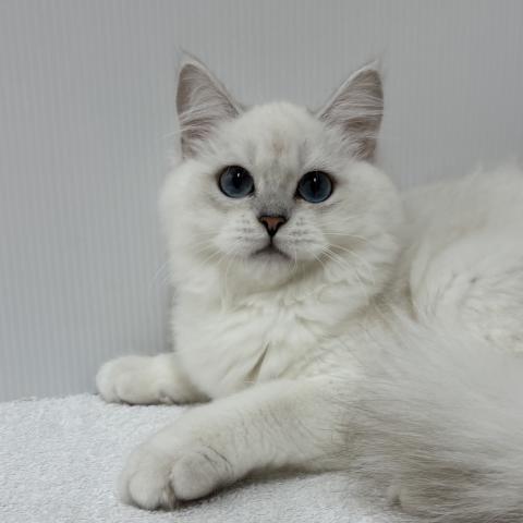 新潟県のエキゾチックロングヘアー (ペットアミ 加茂店/2025年5月20日生まれ/男の子/シルバーポイント)の子猫の3枚目の画像