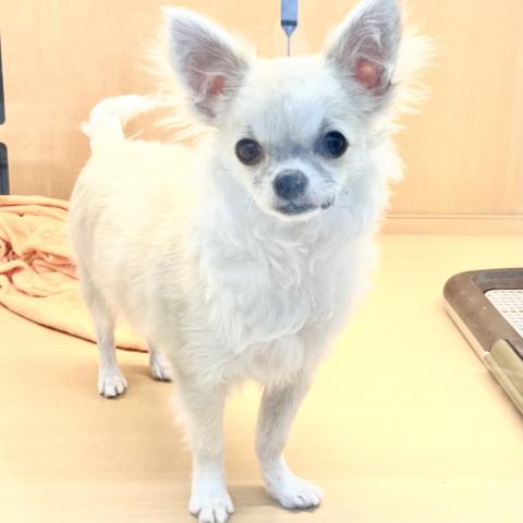 新潟県のチワワ(ロング) (ペットアミ 十日町店/2025年4月5日生まれ/男の子/フォーン)の子犬の1枚目の画像