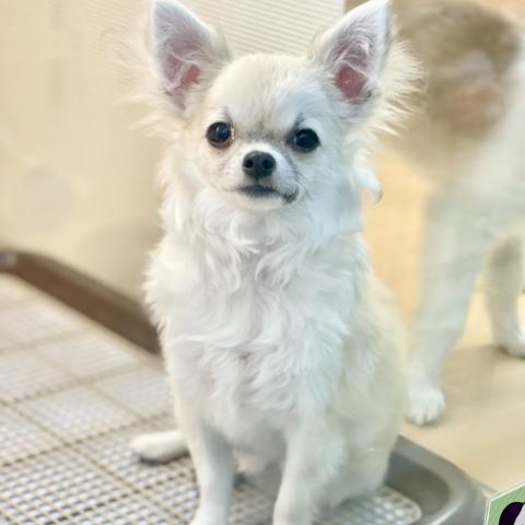 新潟県のチワワ(ロング) (ペットアミ 十日町店/2025年4月5日生まれ/男の子/フォーン)の子犬の2枚目の画像