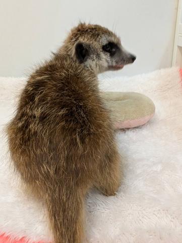 ミーアキャット