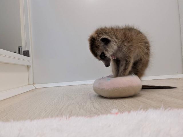 ミーアキャット