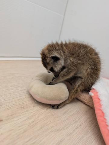 ミーアキャット