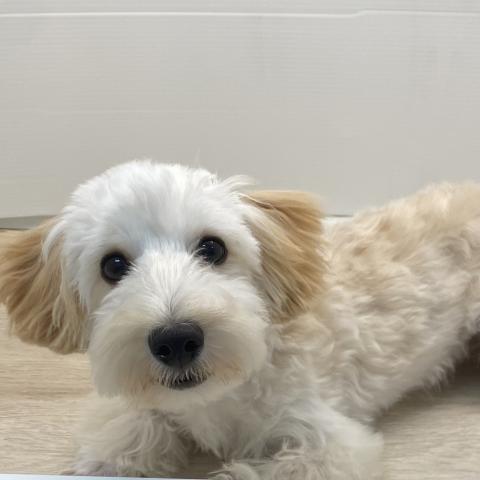 MIXトイプードル×マルチーズ