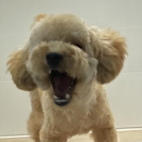 石川県のトイプードル(トイ) (ペットアミ 津幡店/2025年2月21日生まれ/男の子/レッド)の子犬の3枚目の画像