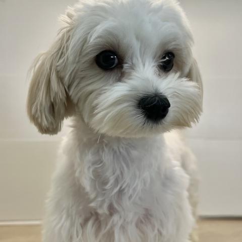 石川県のマルチーズ (ペットアミ 津幡店/2025年2月15日生まれ/女の子/ホワイト)の子犬の2枚目の画像