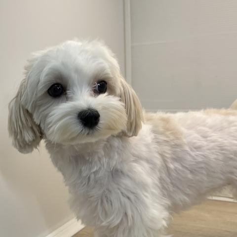 石川県のマルチーズ (ペットアミ 津幡店/2025年2月15日生まれ/女の子/ホワイト)の子犬の3枚目の画像