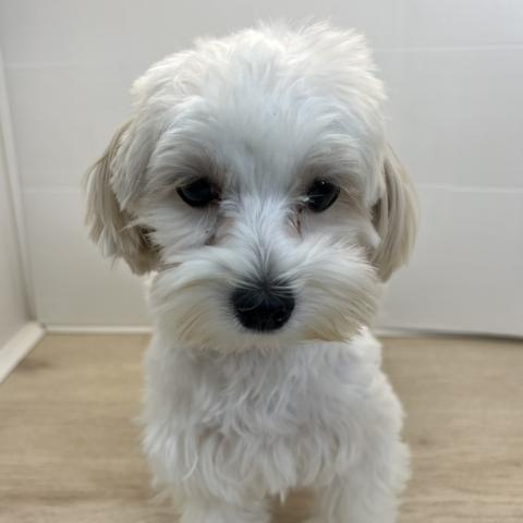 石川県のマルチーズ (ペットアミ 津幡店/2025年2月15日生まれ/女の子/ホワイト)の子犬の4枚目の画像