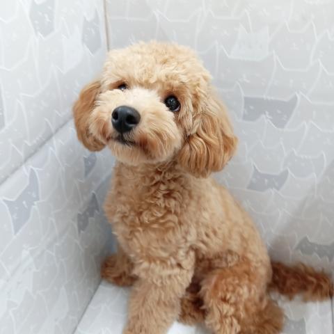 富山県のトイプードル(トイ) (ペットアミ宮野店/2025年4月18日生まれ/男の子/レッド)の子犬の1枚目の画像