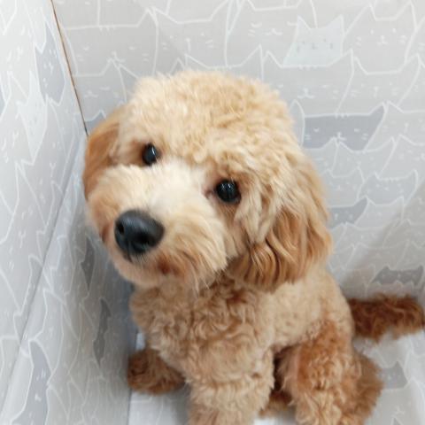 富山県のトイプードル(トイ) (ペットアミ宮野店/2025年4月18日生まれ/男の子/レッド)の子犬の2枚目の画像