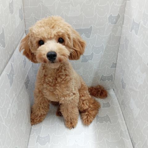 富山県のトイプードル(トイ) (ペットアミ宮野店/2025年4月18日生まれ/男の子/レッド)の子犬の3枚目の画像