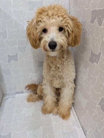 富山県のハーフ犬・ミックス犬 (ペットアミ宮野店/2025年2月12日生まれ/男の子/アプリコット)の子犬の1枚目の画像