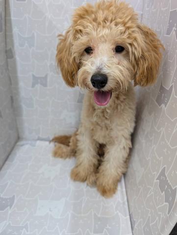 富山県のハーフ犬・ミックス犬 (ペットアミ宮野店/2025年2月12日生まれ/男の子/アプリコット)の子犬の2枚目の画像