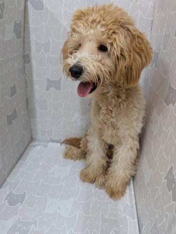 富山県のハーフ犬・ミックス犬 (ペットアミ宮野店/2025年2月12日生まれ/男の子/アプリコット)の子犬の3枚目の画像