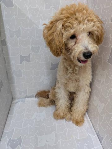 富山県のハーフ犬・ミックス犬 (ペットアミ宮野店/2025年2月12日生まれ/男の子/アプリコット)の子犬の4枚目の画像