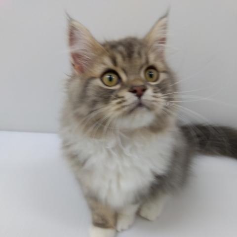 千葉県のスコティッシュフォールド (ペットアミ 館山店/2025年6月7日生まれ/男の子/ブルータビーホワイト)の子猫の1枚目の画像