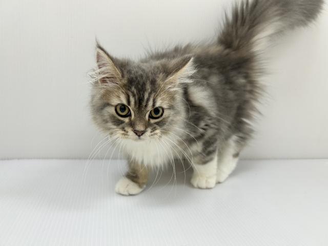 千葉県のスコティッシュフォールド (ペットアミ 館山店/2025年6月7日生まれ/男の子/ブルータビーホワイト)の子猫の2枚目の画像