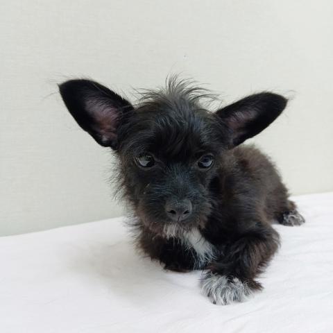 富山県のチワプー/プーチー(チワワ×プードル) (ペットアミ宮野店/2025年4月18日生まれ/女の子/ブラックタンホワイト)の子犬の1枚目の画像