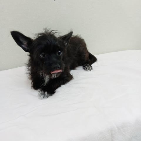 富山県のチワプー/プーチー(チワワ×プードル) (ペットアミ宮野店/2025年4月18日生まれ/女の子/ブラックタンホワイト)の子犬の2枚目の画像