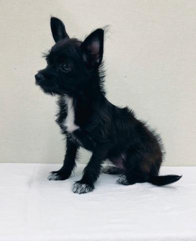 富山県のチワプー/プーチー(チワワ×プードル) (ペットアミ宮野店/2025年4月18日生まれ/女の子/ブラックタンホワイト)の子犬の3枚目の画像