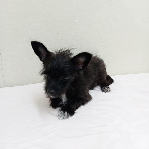 富山県のチワプー/プーチー(チワワ×プードル) (ペットアミ宮野店/2025年4月18日生まれ/女の子/ブラックタンホワイト)の子犬の4枚目の画像