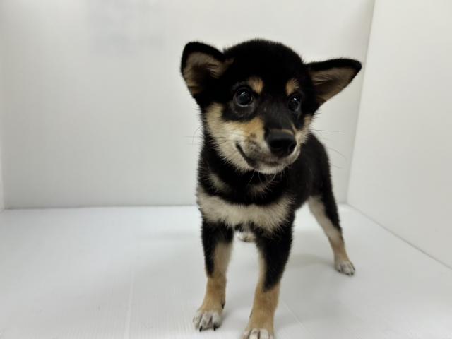 千葉県の柴犬(標準サイズ) (ペットアミ 館山店/2025年6月21日生まれ/男の子/ブラック)の子犬の1枚目の画像