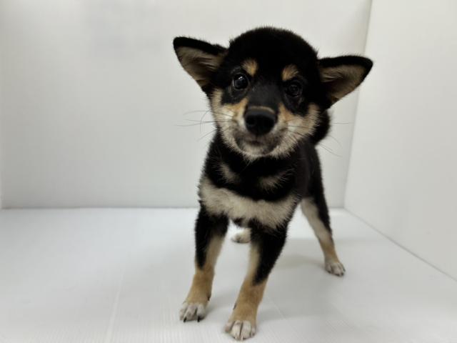 千葉県の柴犬(標準サイズ) (ペットアミ 館山店/2025年6月21日生まれ/男の子/ブラック)の子犬の2枚目の画像