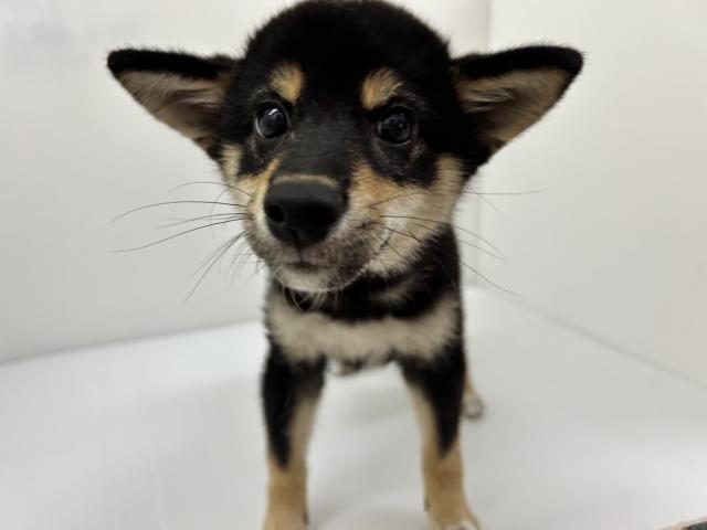 千葉県の柴犬(標準サイズ) (ペットアミ 館山店/2025年6月21日生まれ/男の子/ブラック)の子犬の3枚目の画像