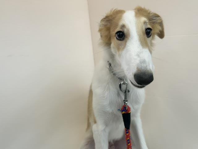 千葉県のボルゾイ (ペットアミ 館山店/2025年5月24日生まれ/男の子/ホワイトレッド)の子犬の2枚目の画像