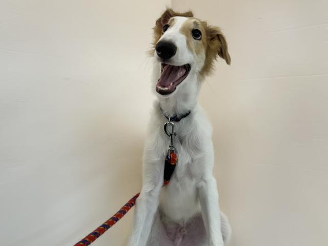 千葉県のボルゾイ (ペットアミ 館山店/2025年5月24日生まれ/男の子/ホワイトレッド)の子犬の4枚目の画像