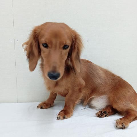 富山県のミニチュアダックスフンド(ロング) (ペットアミ宮野店/2025年2月26日生まれ/男の子/シェーデットレッド)の子犬の1枚目の画像