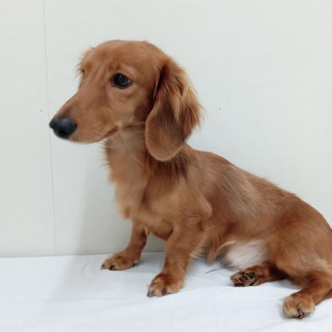 富山県のミニチュアダックスフンド(ロング) (ペットアミ宮野店/2025年2月26日生まれ/男の子/シェーデットレッド)の子犬の2枚目の画像