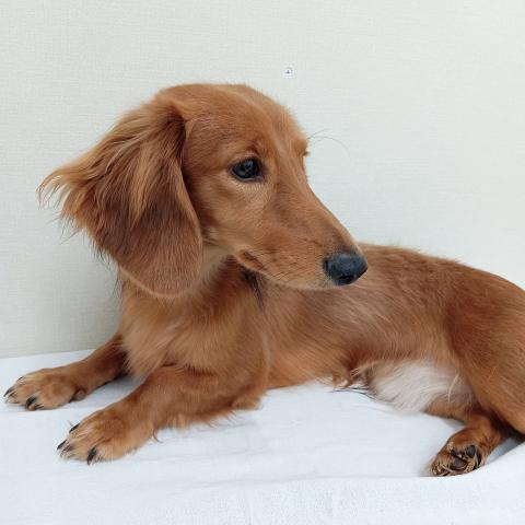 富山県のミニチュアダックスフンド(ロング) (ペットアミ宮野店/2025年2月26日生まれ/男の子/シェーデットレッド)の子犬の3枚目の画像