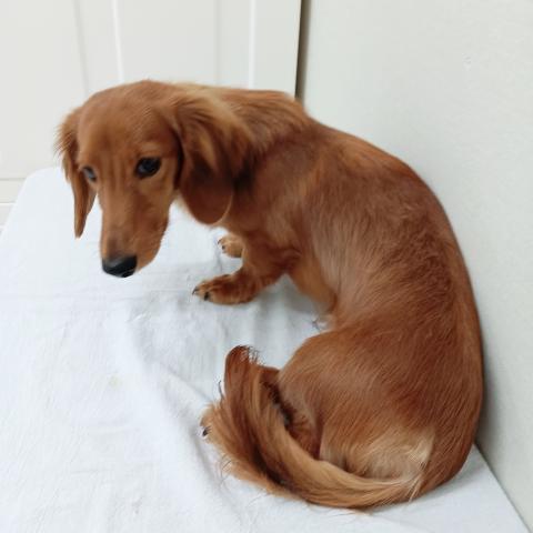 富山県のミニチュアダックスフンド(ロング) (ペットアミ宮野店/2025年2月26日生まれ/男の子/シェーデットレッド)の子犬の4枚目の画像