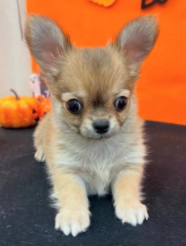 青森県のチワワ(ロング) (ペットアミ 弘前店/2025年8月26日生まれ/男の子/レッドレッド＆ホワイト)の子犬の2枚目の画像