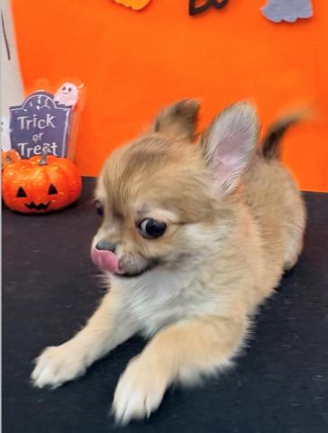 青森県のチワワ(ロング) (ペットアミ 弘前店/2025年8月26日生まれ/男の子/レッドレッド＆ホワイト)の子犬の3枚目の画像