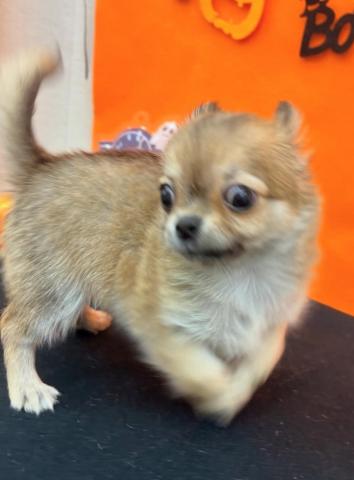 青森県のチワワ(ロング) (ペットアミ 弘前店/2025年8月26日生まれ/男の子/レッドレッド＆ホワイト)の子犬の4枚目の画像