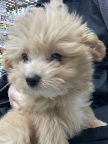 青森県のポメプー(ポメラニアン×プードル) (ペットアミ 弘前店/2025年8月30日生まれ/女の子/クリーム)の子犬の1枚目の画像