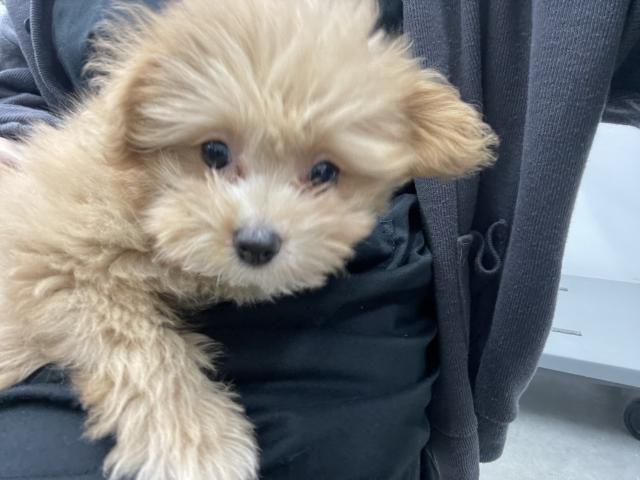 青森県のポメプー(ポメラニアン×プードル) (ペットアミ 弘前店/2025年8月30日生まれ/女の子/クリーム)の子犬の2枚目の画像