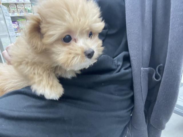 青森県のポメプー(ポメラニアン×プードル) (ペットアミ 弘前店/2025年8月30日生まれ/女の子/クリーム)の子犬の4枚目の画像