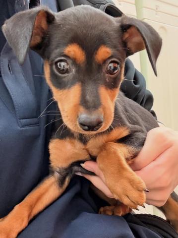 青森県のミニチュアピンシャー (ペットアミ 弘前店/2025年8月28日生まれ/男の子/ブラックブラック＆タン)の子犬の1枚目の画像