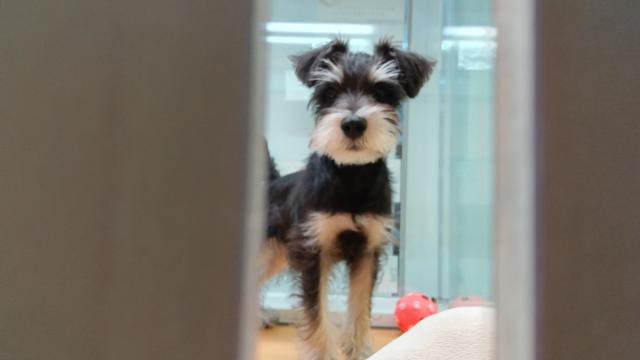 新潟県のミニチュアシュナウザー (ペットアミ 六日町店/2025年7月12日生まれ/男の子/ブラックシルバー)の子犬の2枚目の画像