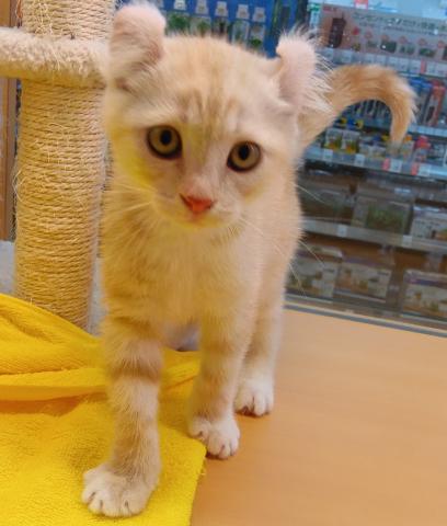 新潟県のアメリカンカール (ペットアミ 六日町店/2025年8月2日生まれ/男の子/クリームタビーホワイト)の子猫