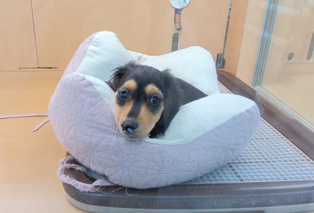 新潟県のミニチュアダックスフンド(ロング) (ペットアミ 六日町店/2025年8月26日生まれ/男の子/ブラックタン)の子犬