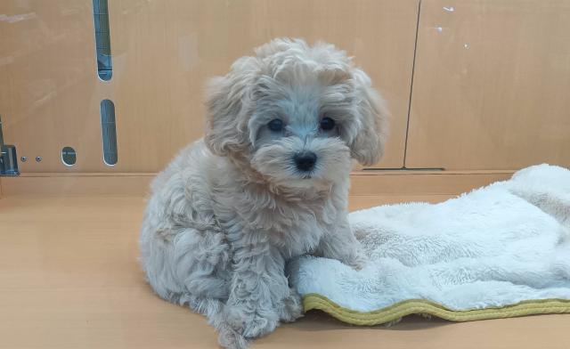 新潟県のマルプー(マルチーズ×プードル) (ペットアミ 六日町店/2025年8月25日生まれ/女の子/クリームホワイト)の子犬