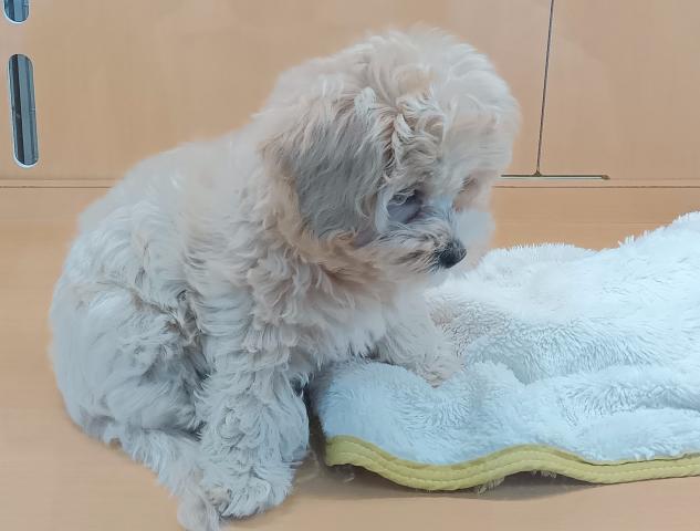 新潟県のマルプー(マルチーズ×プードル) (ペットアミ 六日町店/2025年8月25日生まれ/女の子/クリームホワイト)の子犬の2枚目の画像