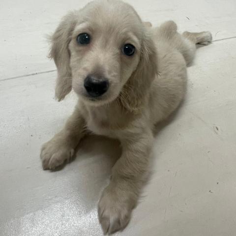 ミニチュアダックスフンド