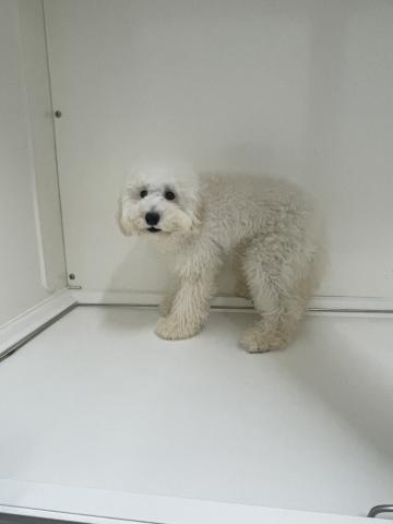 MIXMIX(マルチーズ×トイプードル)