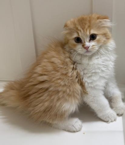 新潟県のスコティッシュフォールド (ペットアミ 三条四日町店/2025年4月5日生まれ/男の子/レッドタビーホワイト)の子猫