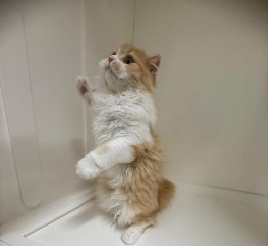 新潟県のスコティッシュフォールド (ペットアミ 三条四日町店/2025年4月5日生まれ/男の子/レッドタビーホワイト)の子猫の3枚目の画像